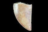 Serrated, Raptor Tooth - Morocco #74430-1